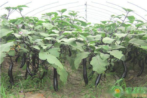 屏錦藤種植注意事項(xiàng)