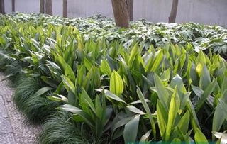 蘭花的養(yǎng)殖方法和注意事項(xiàng),TP的養(yǎng)殖方法和注意事項(xiàng),一養(yǎng)殖方法和注意事項(xiàng)