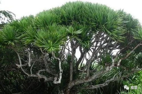 不老松的養(yǎng)殖方法和注意事項(xiàng),不老松怎么養(yǎng)和注意事項(xiàng),不老松種植注意事項(xiàng)