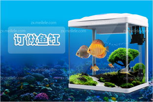 定做,注意事項(xiàng),龍魚