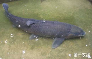 養(yǎng)青魚注意事項(xiàng)