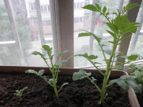 陽(yáng)臺(tái)種植豆角注意事項(xiàng),陽(yáng)臺(tái)種植草莓注意事項(xiàng),陽(yáng)臺(tái)種植百香果的注意事項(xiàng)
