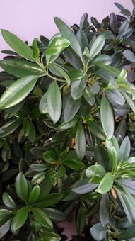 平安樹(shù)冬季的養(yǎng)殖方法和注意事項(xiàng),平安樹(shù)夏季的養(yǎng)殖方法和注意事項(xiàng),平安樹(shù)的養(yǎng)殖方法和注意事項(xiàng)養(yǎng)殖日記