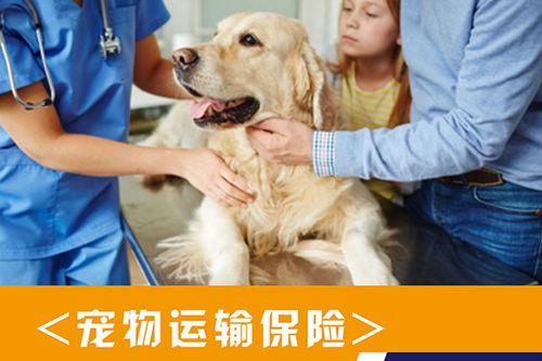 狗狗托運前注意事項