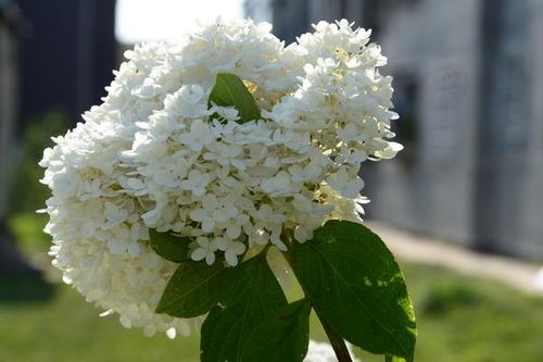 丁香花的養(yǎng)殖方法和注意事項,白色丁香花的養(yǎng)殖方法和注意事項,丁香花樹的養(yǎng)殖方法和注意事項