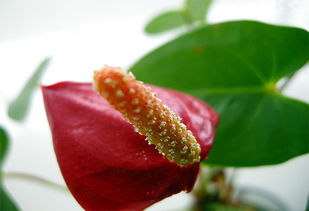 水培紅掌的養(yǎng)殖方法和注意事項,紅掌的養(yǎng)殖方法和注意事項澆水,花卉紅掌的養(yǎng)殖方法和注意事項