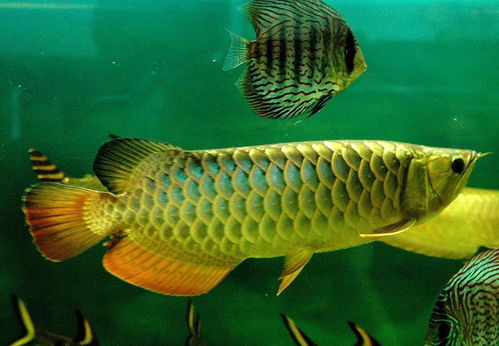 養(yǎng)殖,注意事項,金龍魚