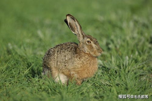 家兔,腹腔,注射,注意事項(xiàng)