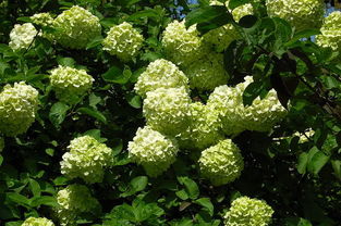 繡球小苗移栽注意事項(xiàng),木本繡球修剪方法和注意事項(xiàng),木本繡球幾月移栽