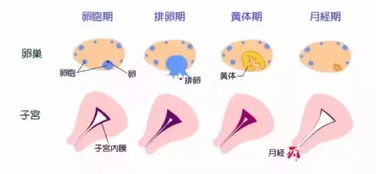 b超查卵泡注意事項,卵泡監(jiān)測注意事項,左側(cè)卵泡同房注意事項