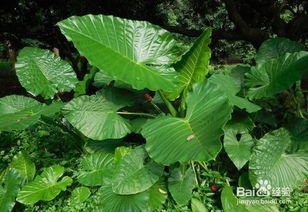 水光種植后注意事項(xiàng)