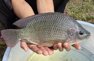 釣羅非魚注意事項
