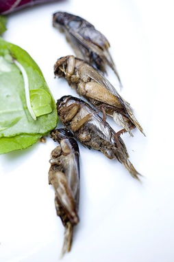 食用昆蟲的注意事項