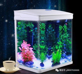魚缸養(yǎng)魚注意事項,魚缸養(yǎng)蝦注意事項,魚缸放維生素c注意事項