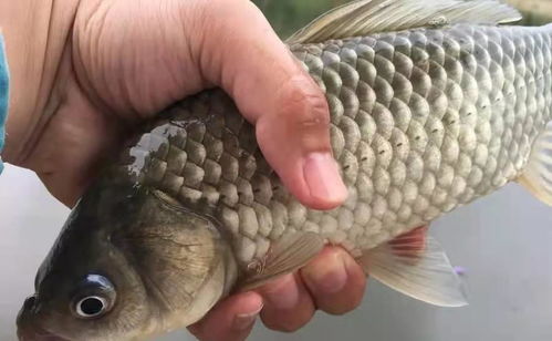 無倒刺釣鯉魚注意事項(xiàng)