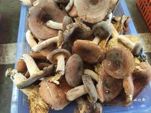 注意事項(xiàng),黑雞樅菌