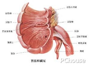 闌尾炎開刀注意事項(xiàng)開好以后要注意什么,闌尾炎開刀后注意事項(xiàng),闌尾炎開刀前注意事項(xiàng)