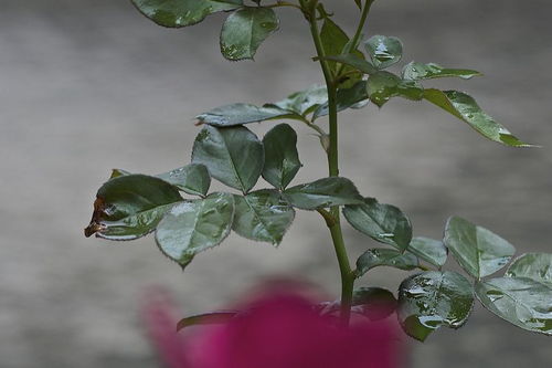 長壽,養(yǎng)殖,注意事項(xiàng),方法