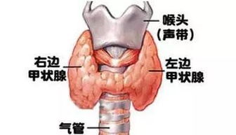 甲狀腺注意事項(xiàng)及飲食禁忌,甲狀腺3類注意事項(xiàng),甲狀腺穿刺后注意事項(xiàng)