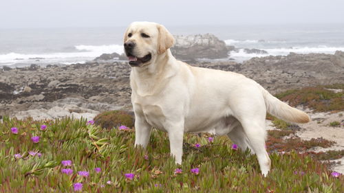 拉布拉多幼犬注意事項