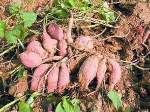 地瓜種植技術(shù)注意事項(xiàng)