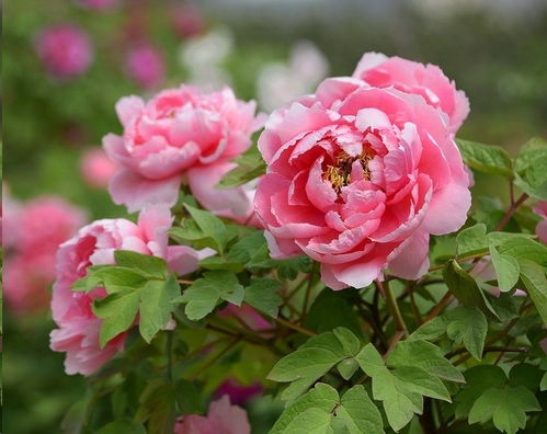 牡丹花開花注意事項(xiàng)