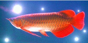 金龍魚養(yǎng)殖的注意事項,金龍魚的養(yǎng)殖方法和注意事項,金龍魚花的養(yǎng)殖和注意事項