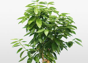 平安樹(shù)冬季的養(yǎng)殖方法和注意事項(xiàng)