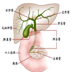 膽道,術(shù)后,結(jié)石,注意事項