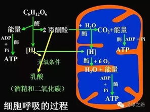 體育課,注意事項(xiàng),原理,運(yùn)動(dòng)