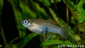 草魚的養(yǎng)殖方法和注意事項,黃金草魚的養(yǎng)殖方法和注意事項,金魚的養(yǎng)殖方法和注意事項