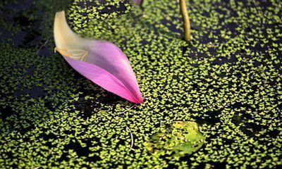 花瓣，在春風(fēng)中飄落
