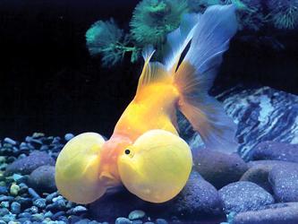 魚和水的愛情故事