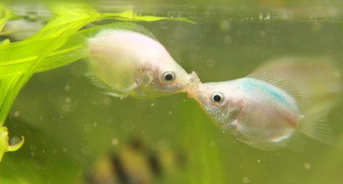 魚和水的愛情故事