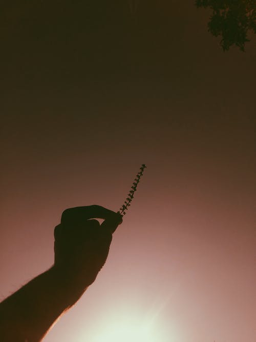 《宴清都/連理海棠》詩詞鑒賞