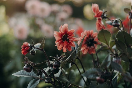 愿春暖花開否極泰來美文