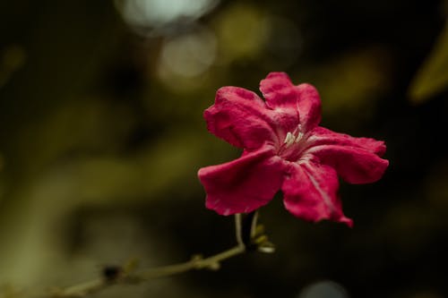 都市邪婿神醫(yī)小說江樹莊映雪無刪減閱讀