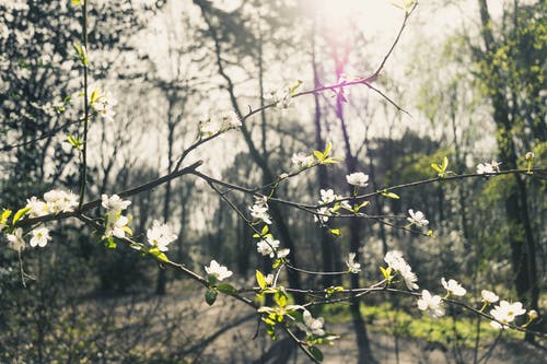 女神的九陽(yáng)圣衛(wèi)小說(shuō)胡峰姚佩佩整本閱讀
