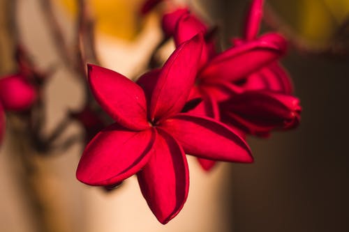 系統(tǒng)我居然成了動(dòng)物園園長(zhǎng)小說(shuō)主角葉不凡章節(jié)閱讀