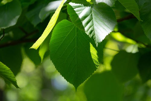 小學(xué)生的現(xiàn)代詩歌