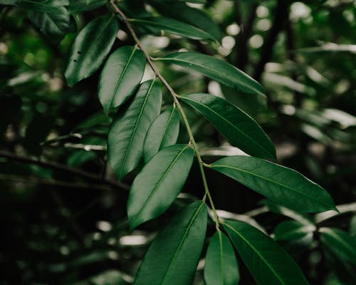 鳳飛于林重生之浴火凰妃小說重生林茵羽北彧章節(jié)閱讀