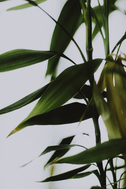 【實(shí)用】觀察日記范文九篇
