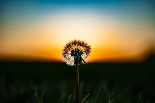 穿越當(dāng)昏君開局魏忠賢是萌妹小說主角夏其唐在線閱讀