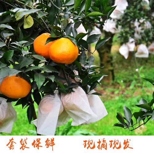 四川耙耙柑成為女性消費(fèi)者最愛(ài)的農(nóng)特產(chǎn)，農(nóng)特產(chǎn)為什么在電商平臺(tái)這么火？