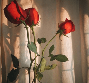 適合發(fā)抖音很火的經(jīng)典句子(54條) 適合發(fā)抖音很火的經(jīng)典句子(54條)