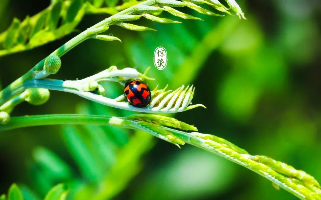 驚蟄節(jié)氣朋友圈祝福文案 驚蟄節(jié)氣朋友圈祝福文案