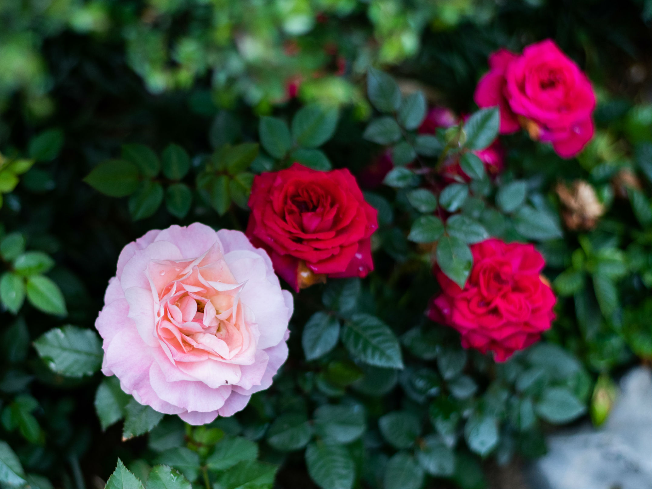 五四青年節(jié)的勵(lì)志語 只要你敢闖，機(jī)會(huì)總比別人多