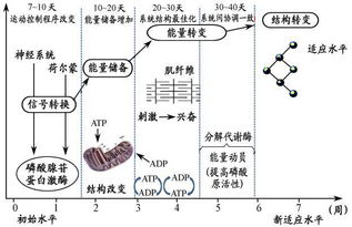 基礎知識,康復,訓練,運動