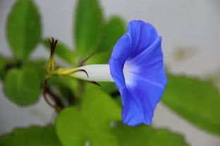 花卉基礎(chǔ)知識(shí)問答題