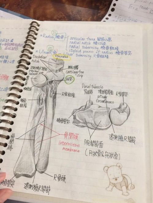 解剖基礎學重點知識點
